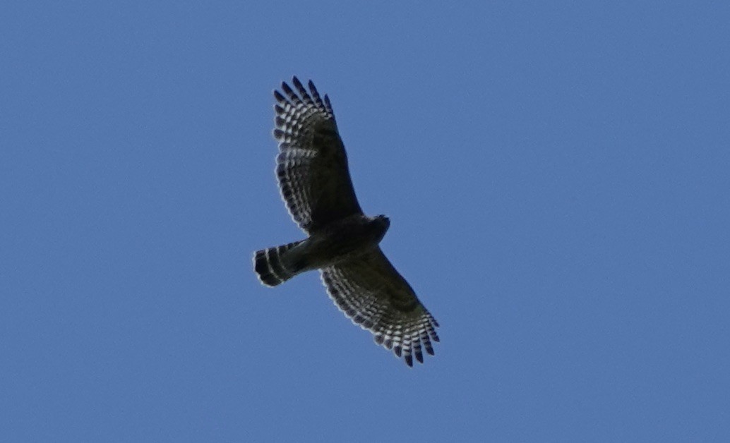 Red-shouldered Hawk - Dave Ebbitt