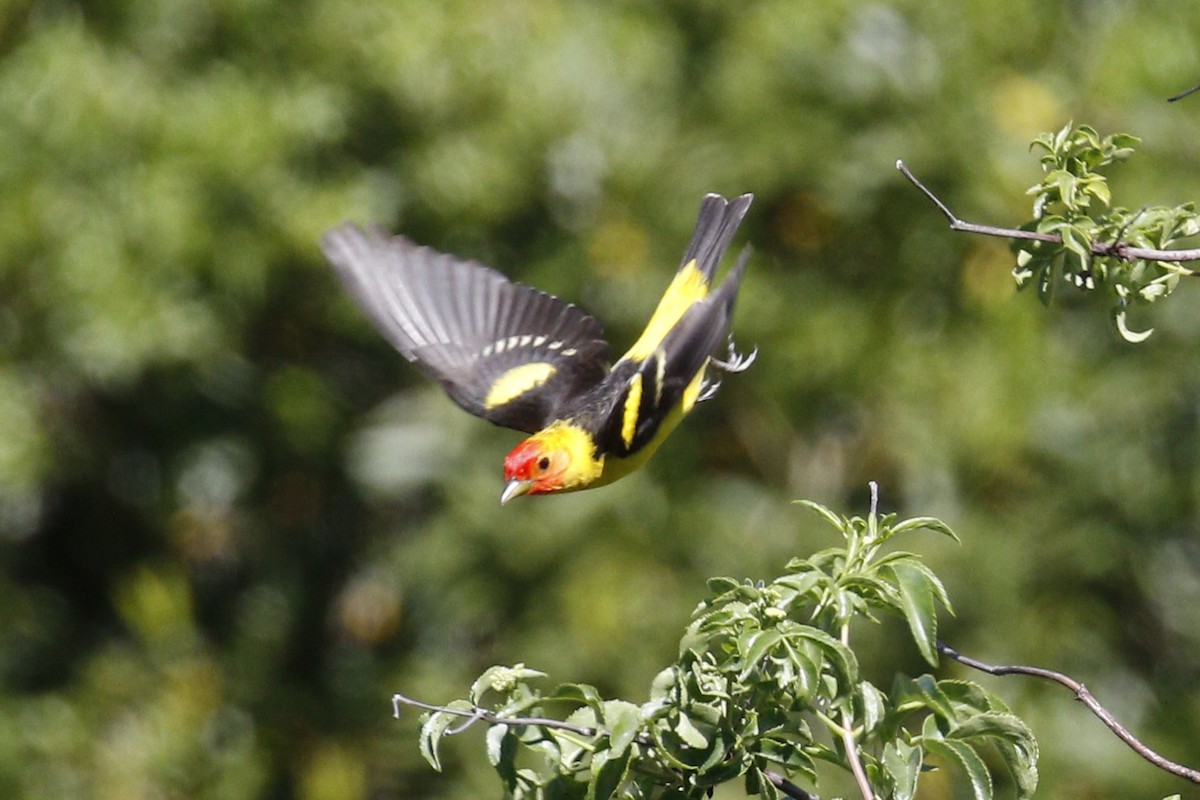 Western Tanager - Donna Pomeroy