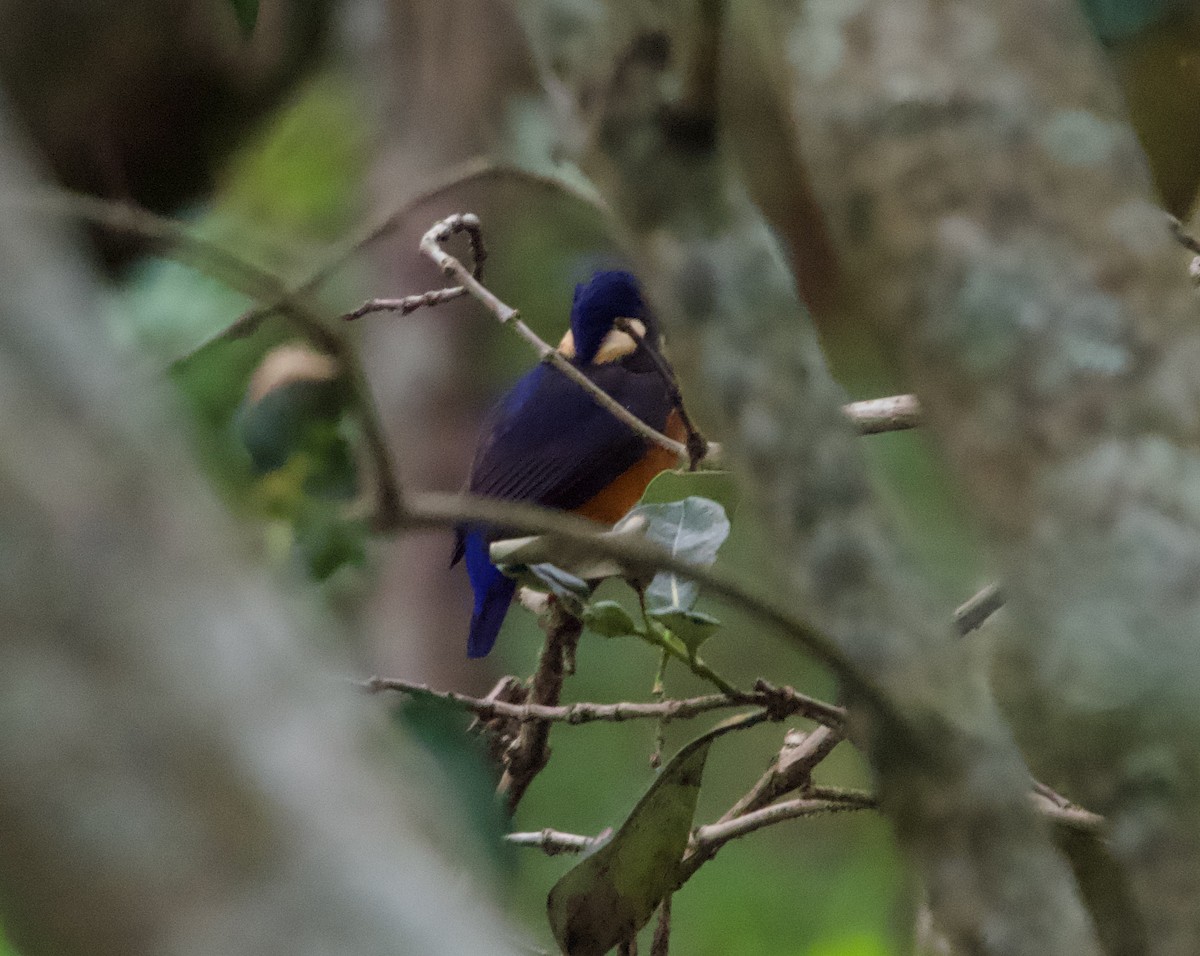 Azure Kingfisher - ML568046531