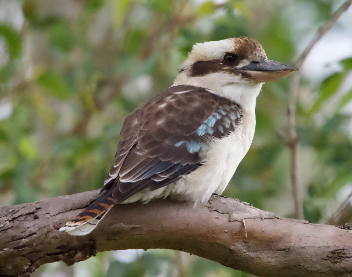 Laughing Kookaburra - ML568046581