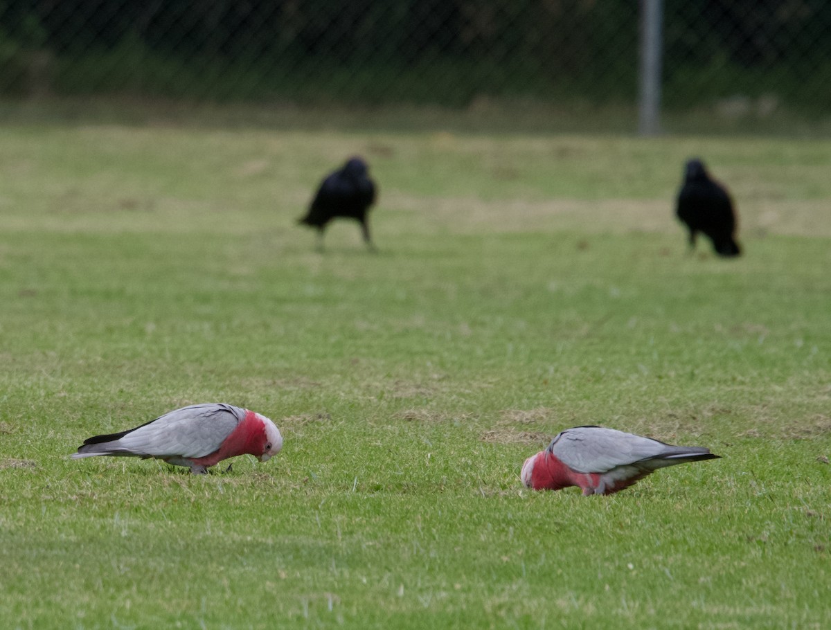 Galah - ML568046641