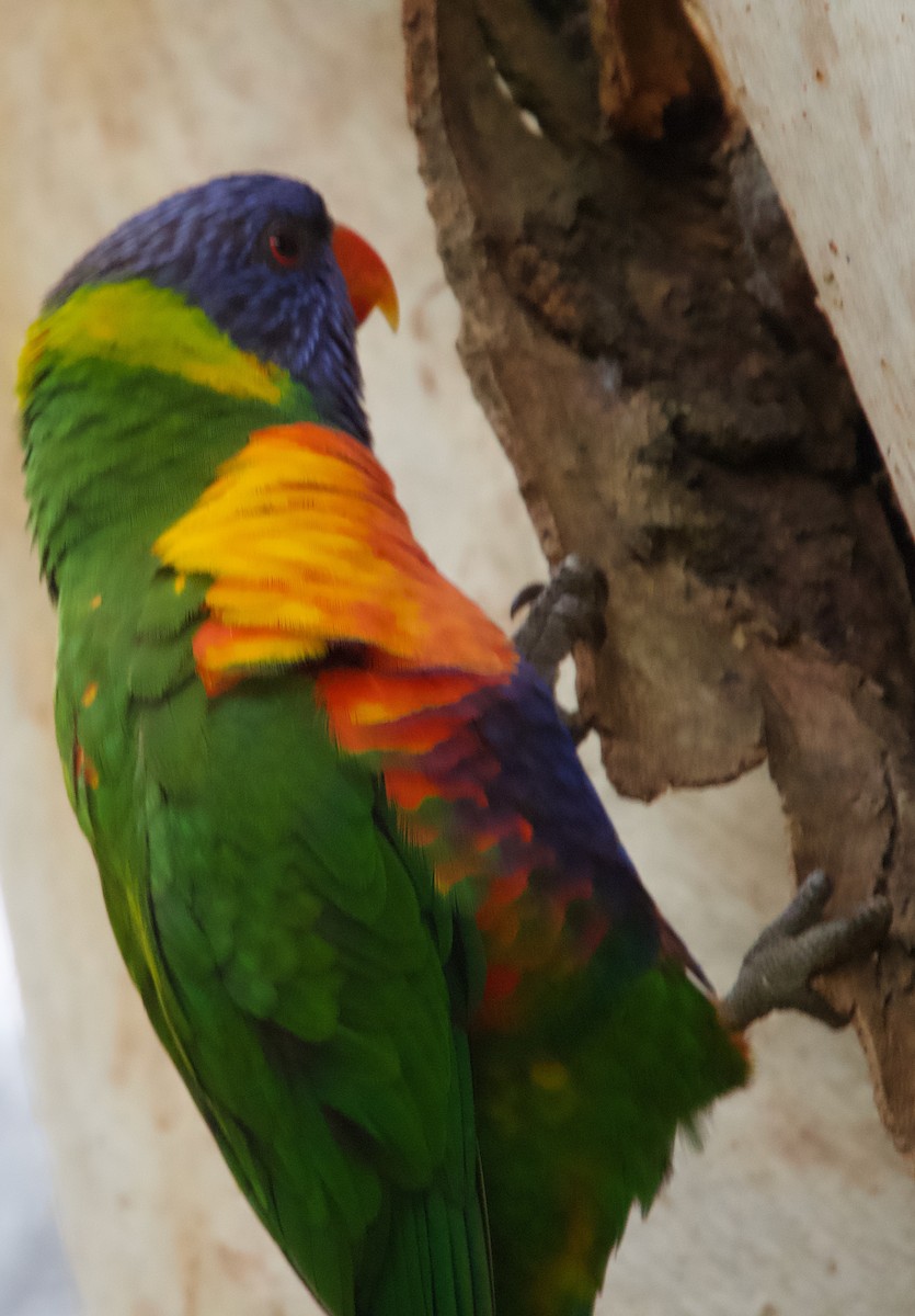 Rainbow Lorikeet - ML568046681