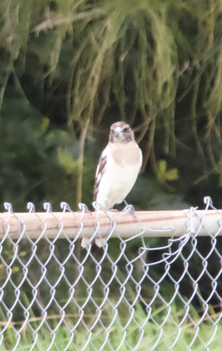 Gray Butcherbird - ML568046771