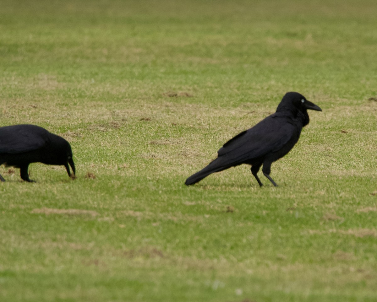 Australian Raven - ML568046861