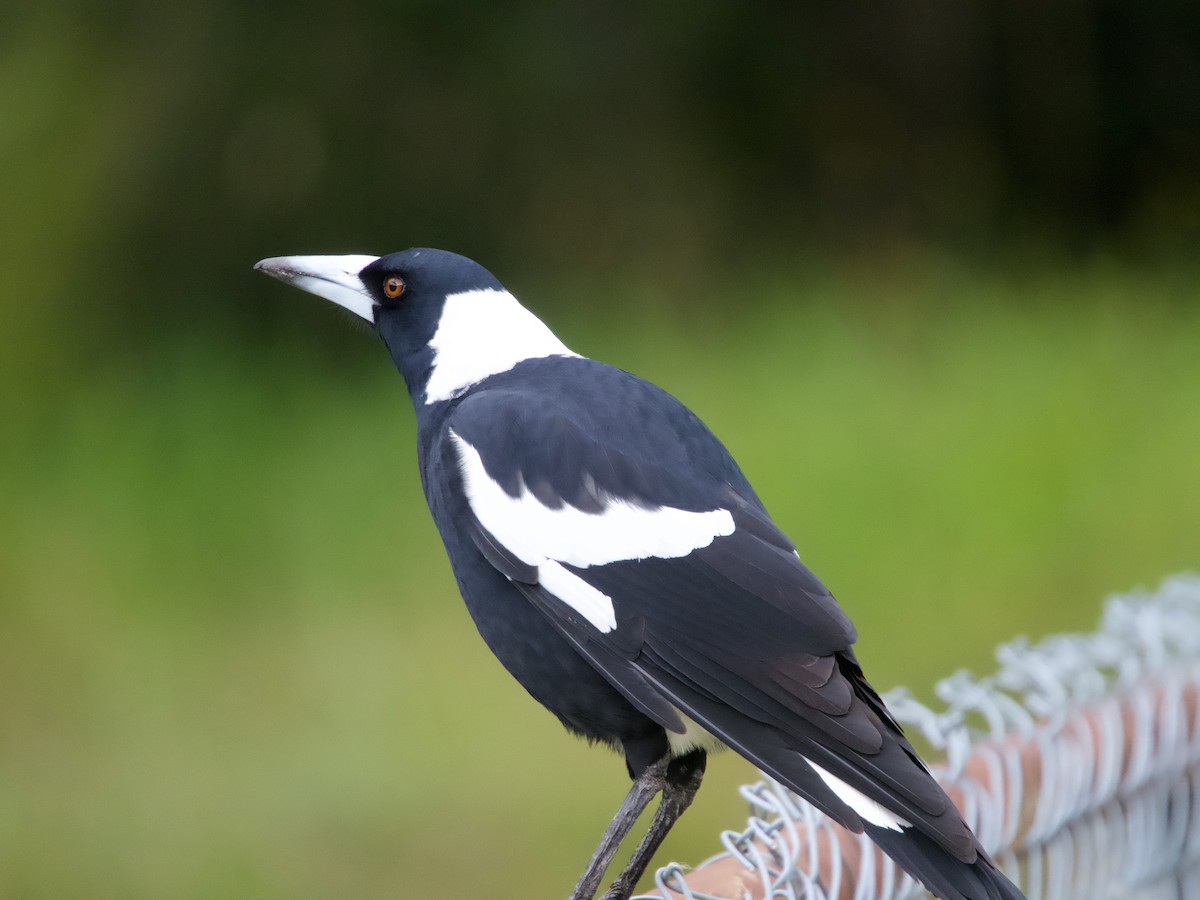 Australian Magpie - ML568046921
