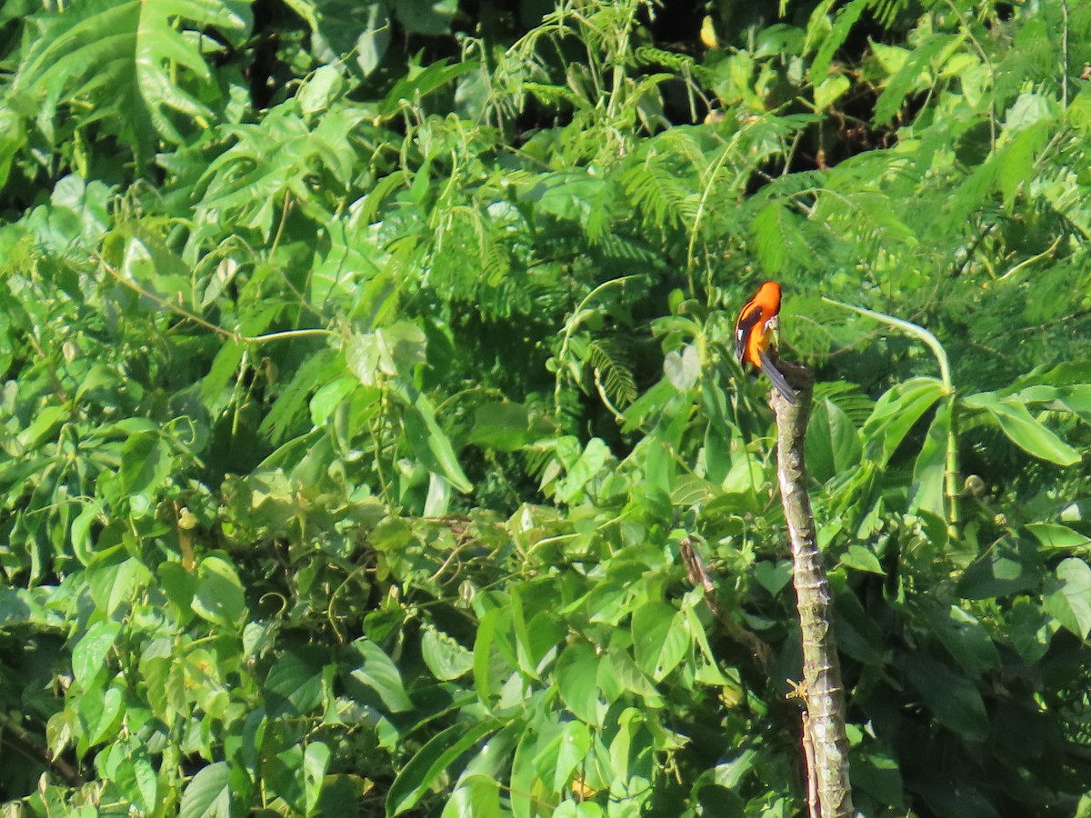 Orange-backed Troupial - ML568047651