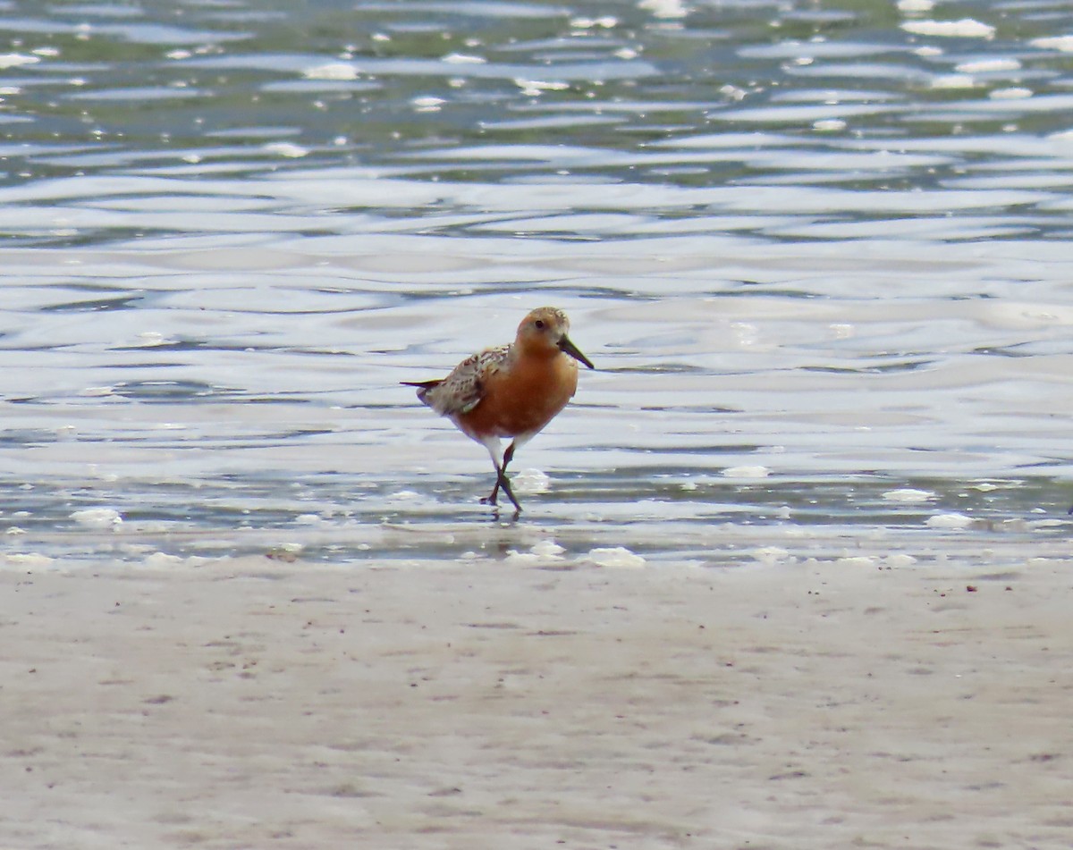 Red Knot - ML568048031