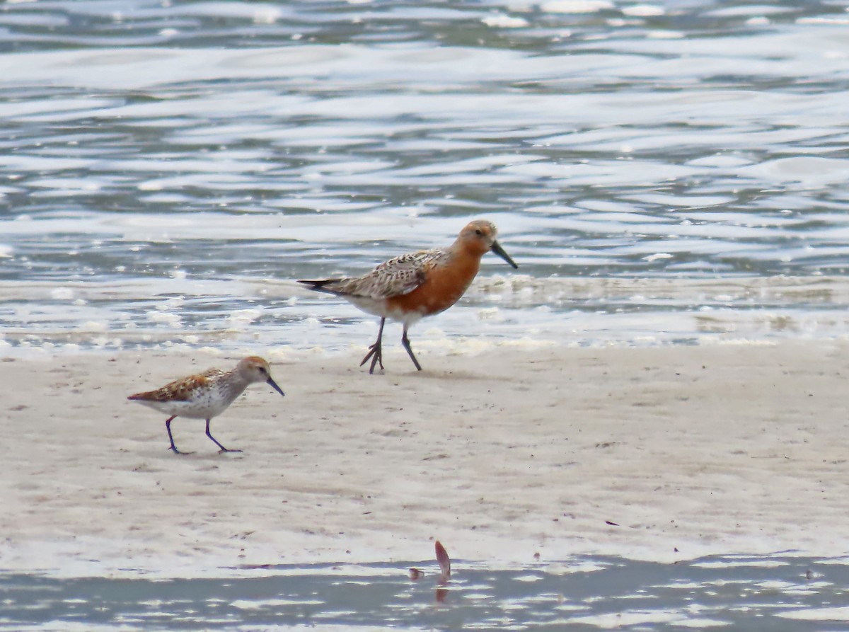 Red Knot - ML568048111
