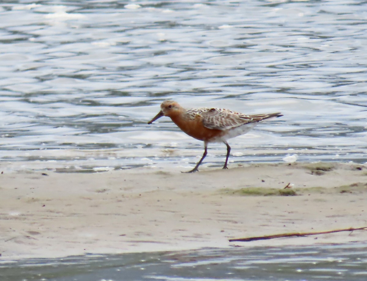 Red Knot - ML568048181