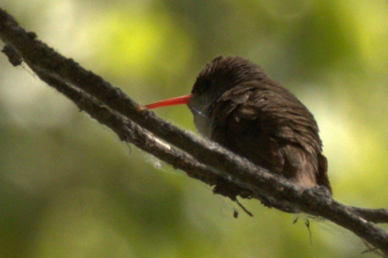 Violet-crowned Hummingbird - ML568048961