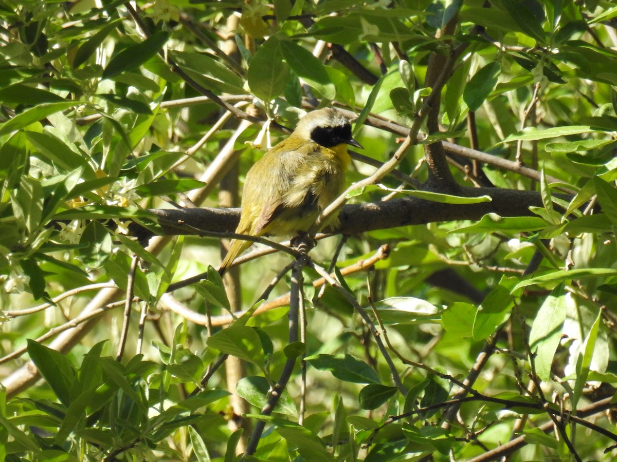 Common Yellowthroat - James Holsinger