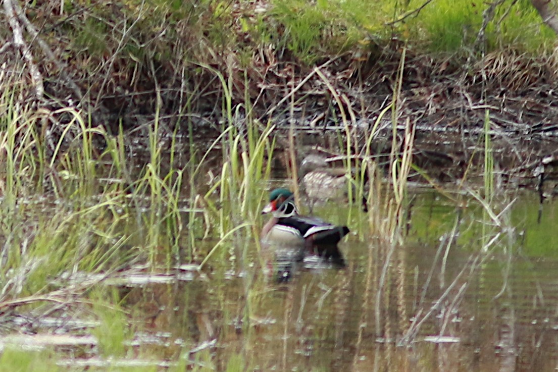 Wood Duck - ML568049521