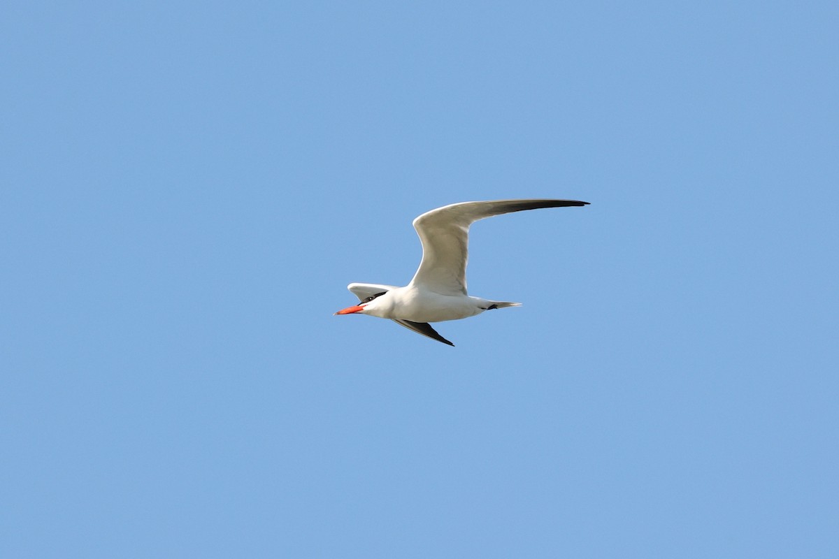 Caspian Tern - Will Krohn