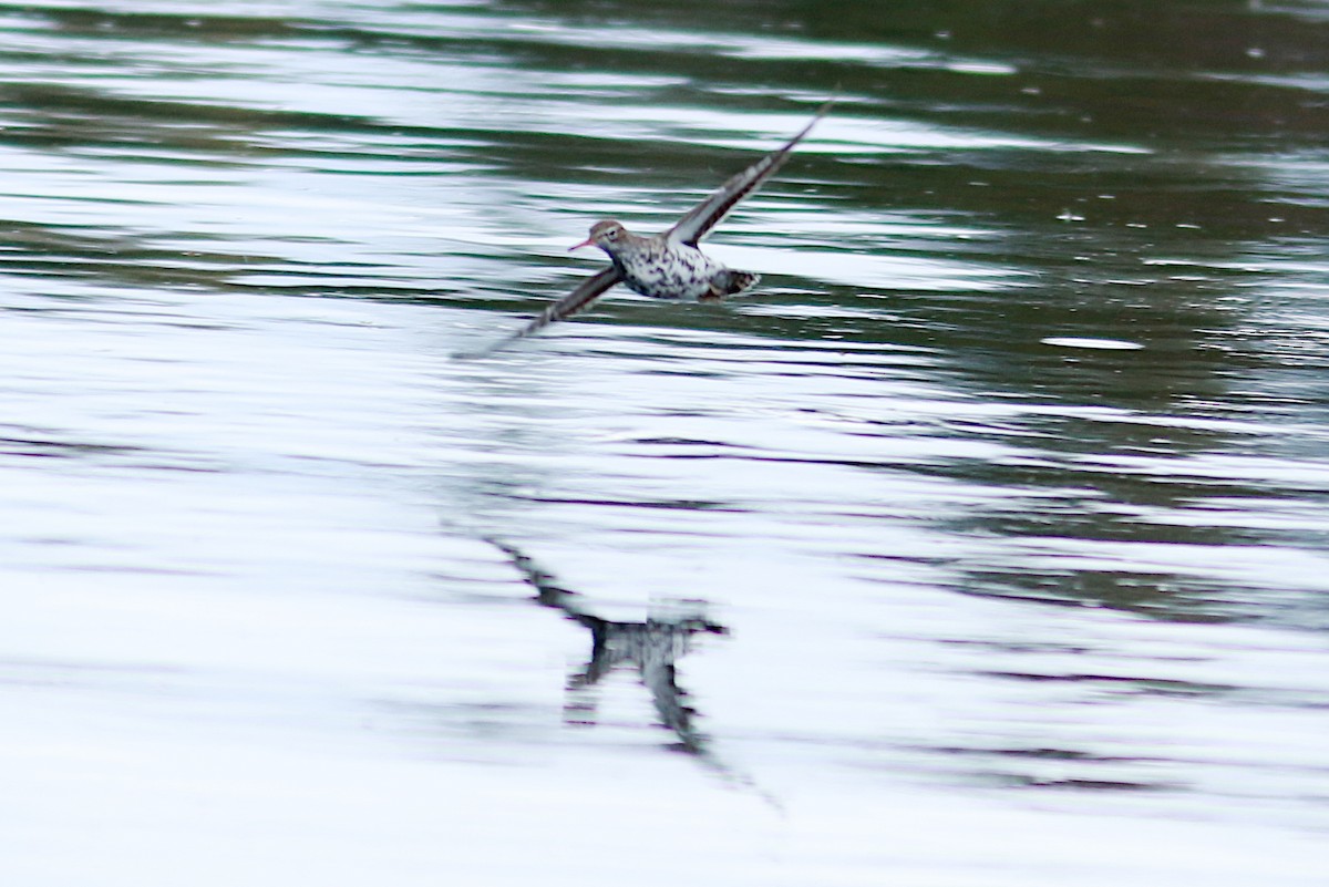 Spotted Sandpiper - ML568049741