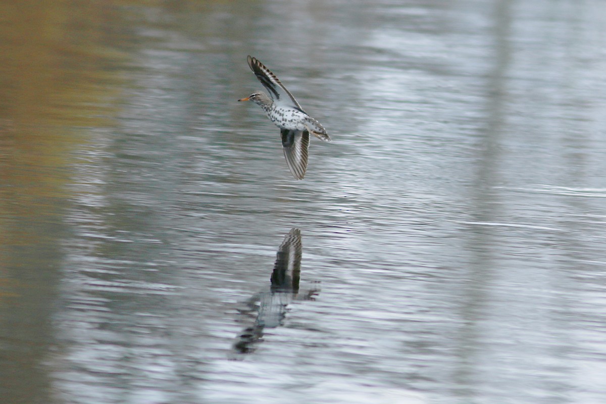 Spotted Sandpiper - ML568049751