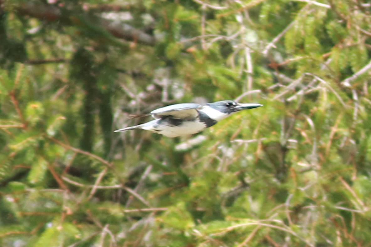 Belted Kingfisher - ML568050121