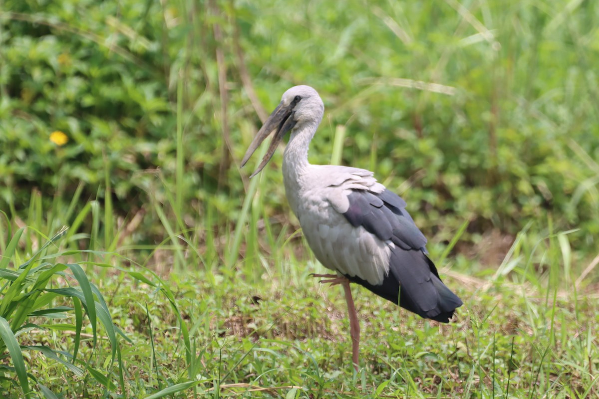 Asian Openbill - ML568050281