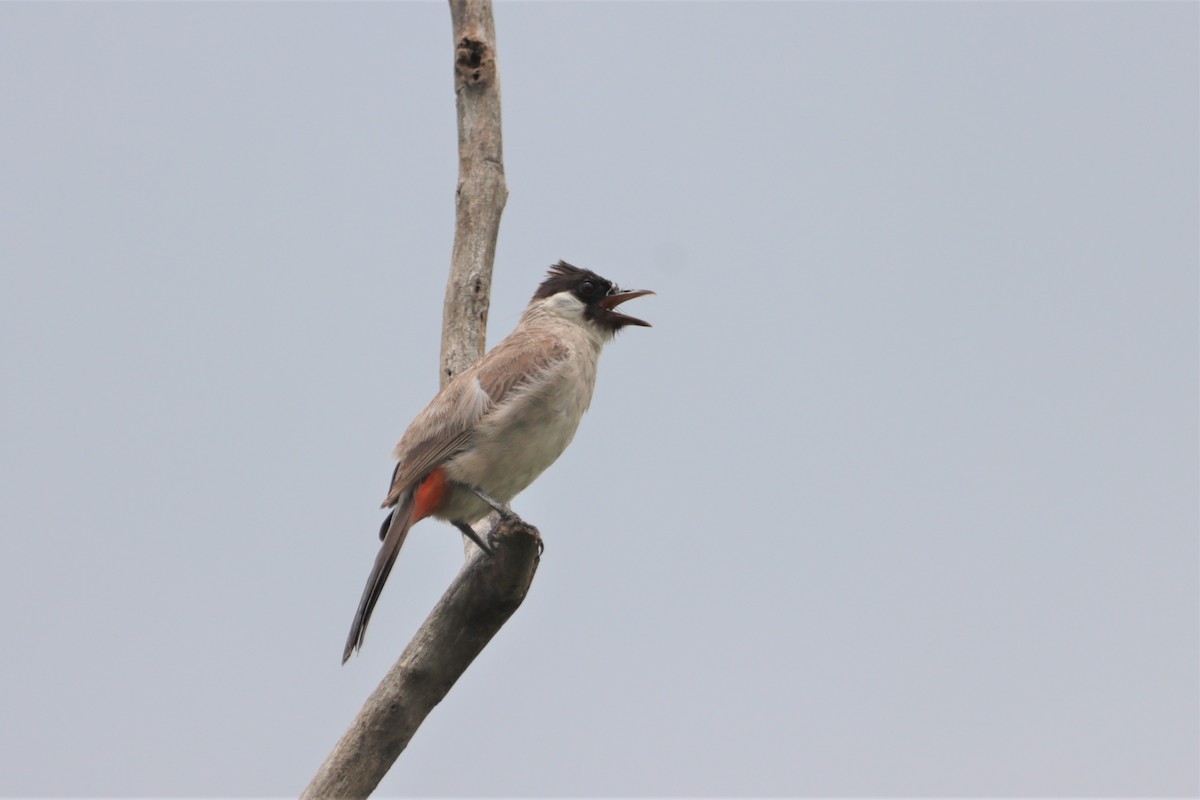 Sooty-headed Bulbul - ML568050391