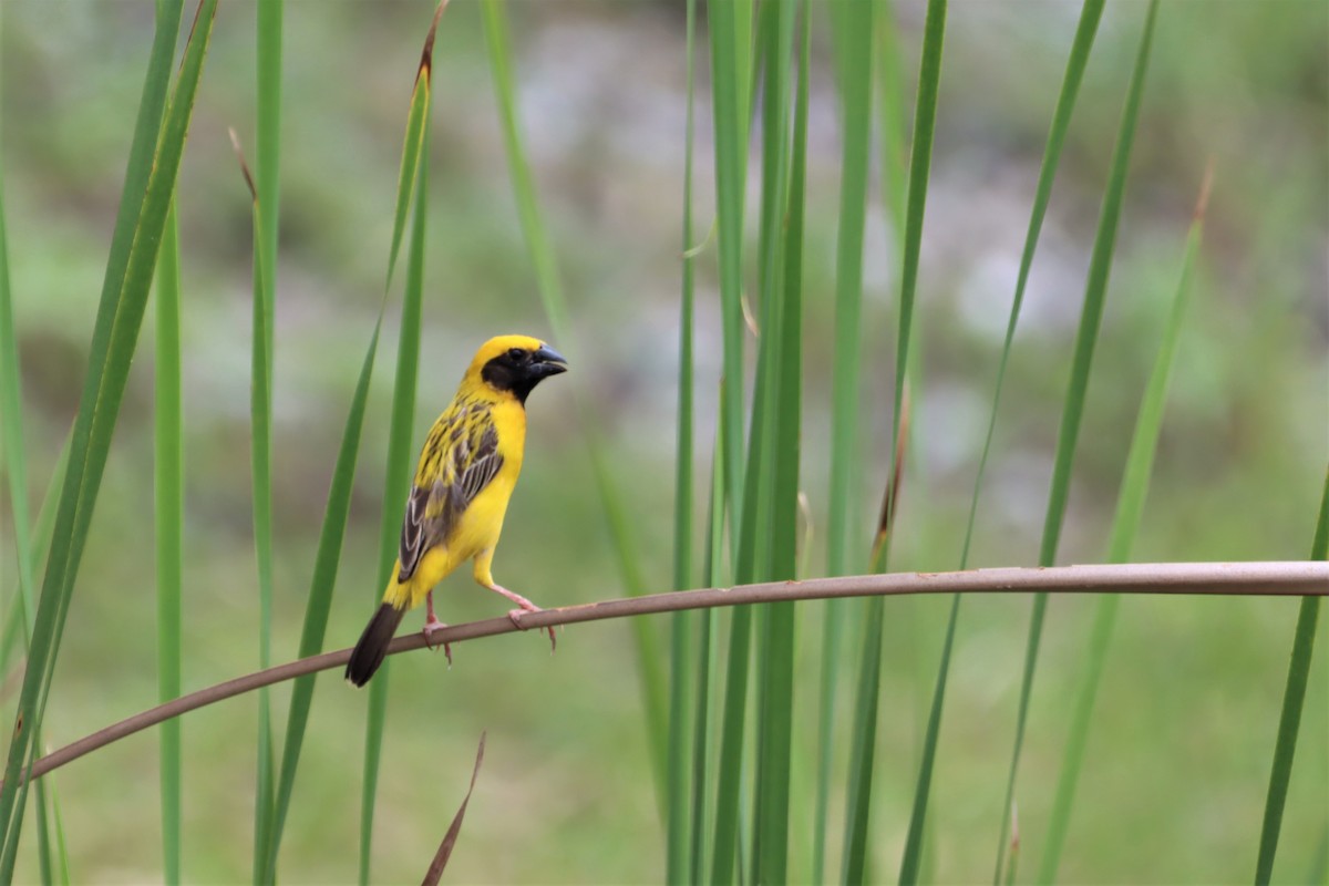 Asian Golden Weaver - ML568050481