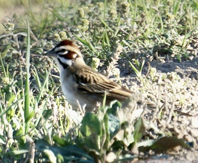 Lark Sparrow - Harold Erland