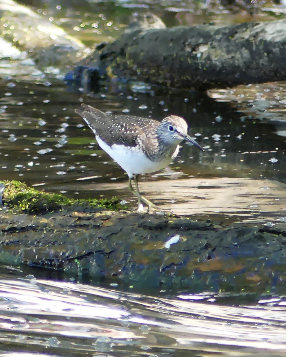 Solitary Sandpiper - Allie Kleber