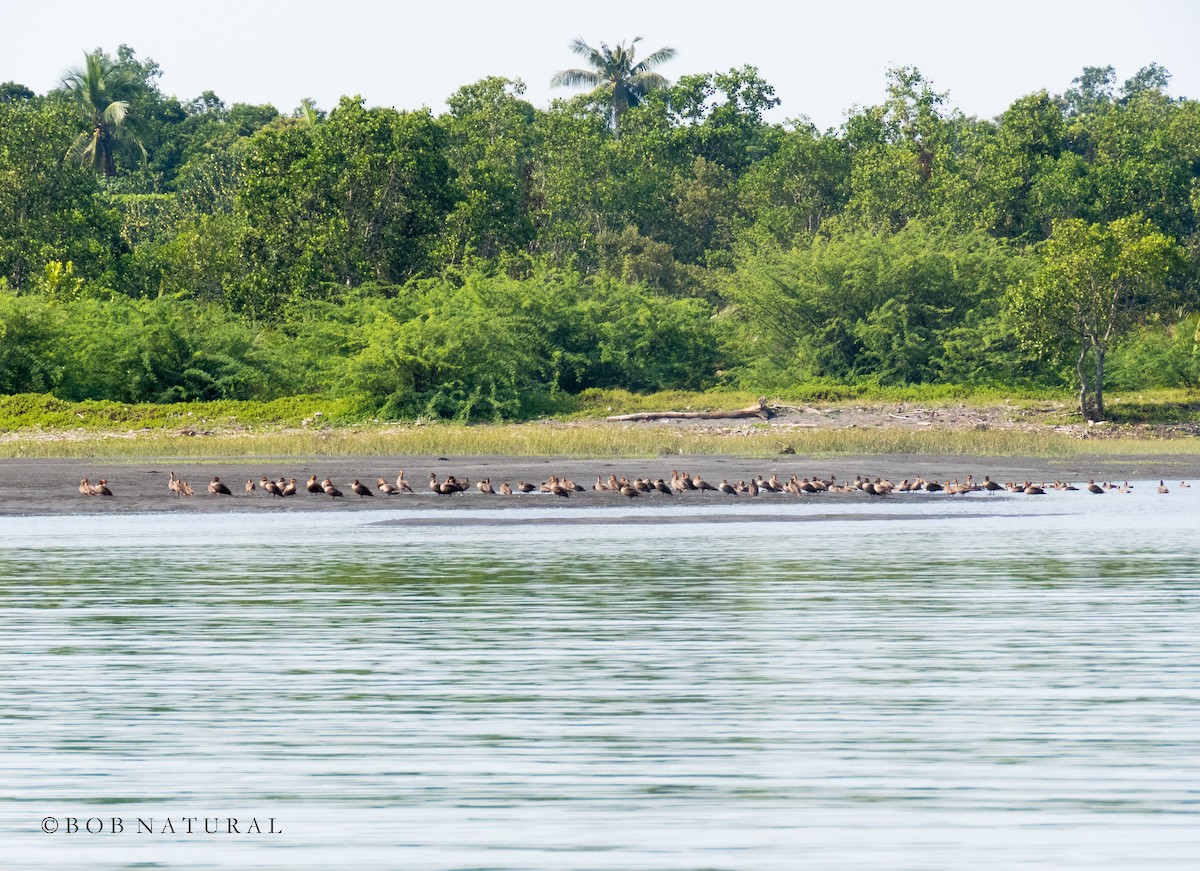 Philippine Duck - ML568052181