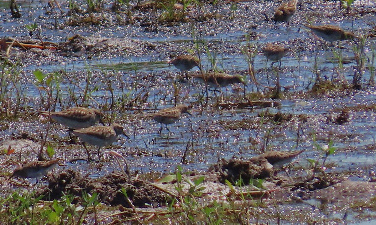 Wiesenstrandläufer - ML568053641