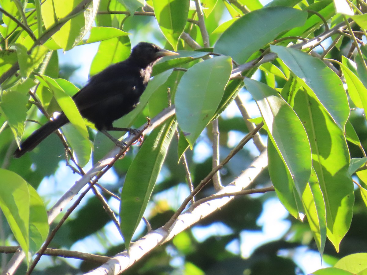 Solitary Black Cacique - ML568054071