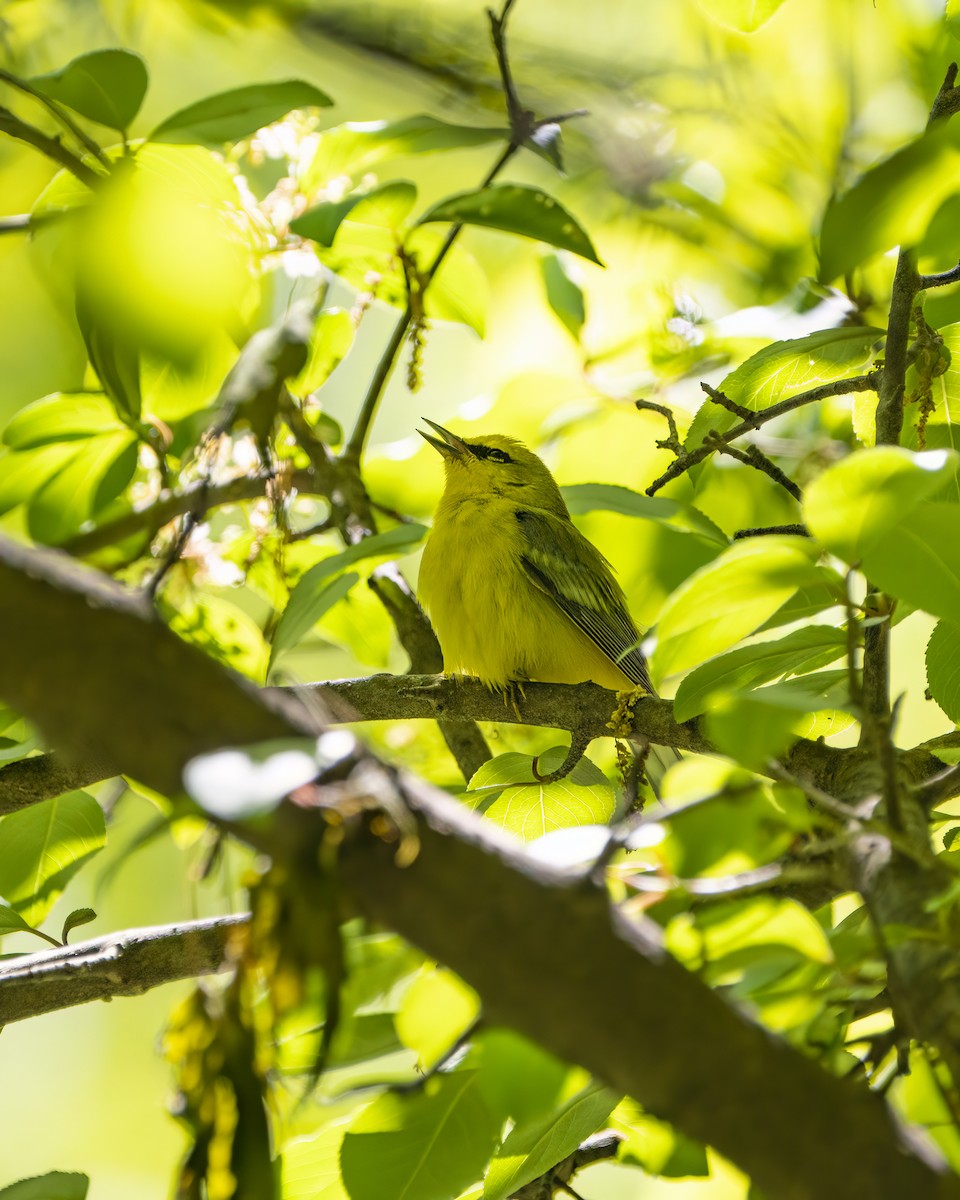 Blauflügel-Waldsänger - ML568055091