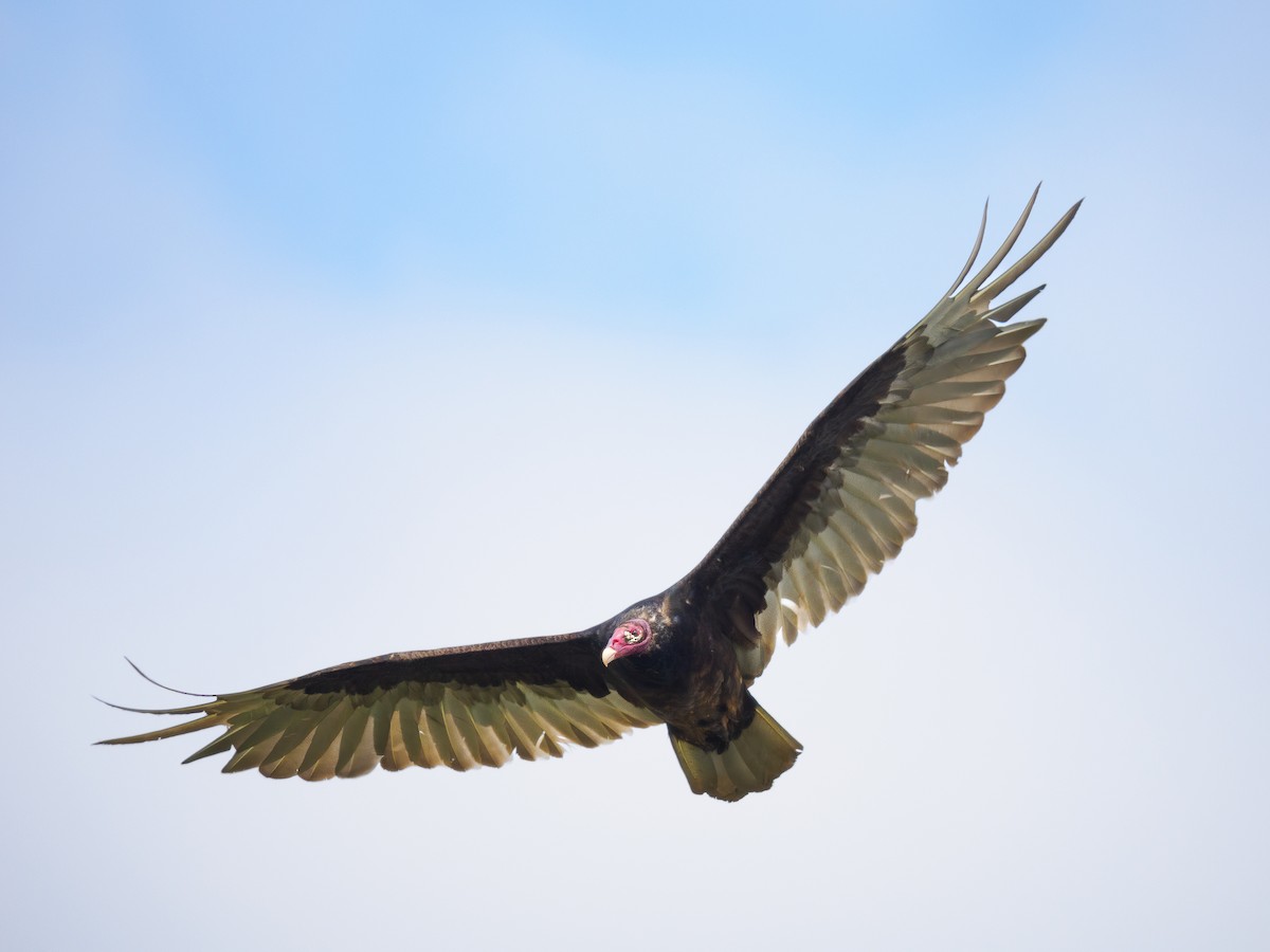 Turkey Vulture - ML568055401