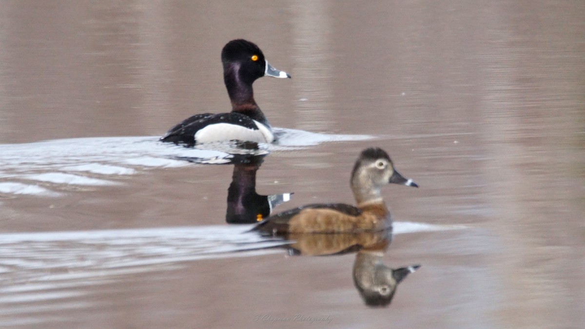 Ring-necked Duck - ML568055811