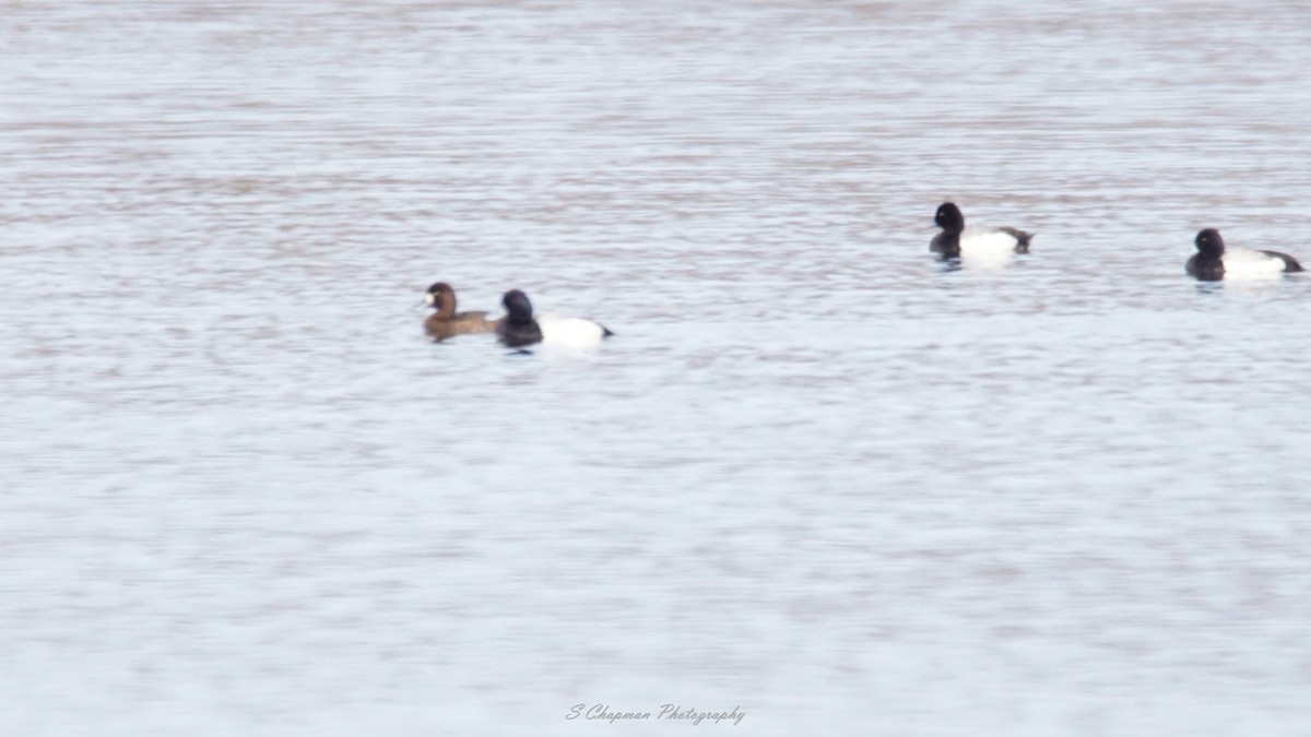 Greater Scaup - shawn chapman