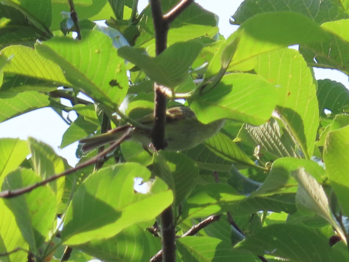 Sichuan Leaf Warbler - ML568058431