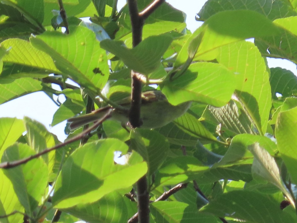 Mosquitero de Lichiang - ML568058431