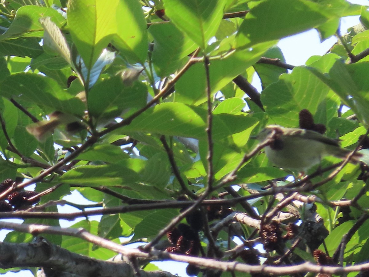 Sichuan Leaf Warbler - ML568058471