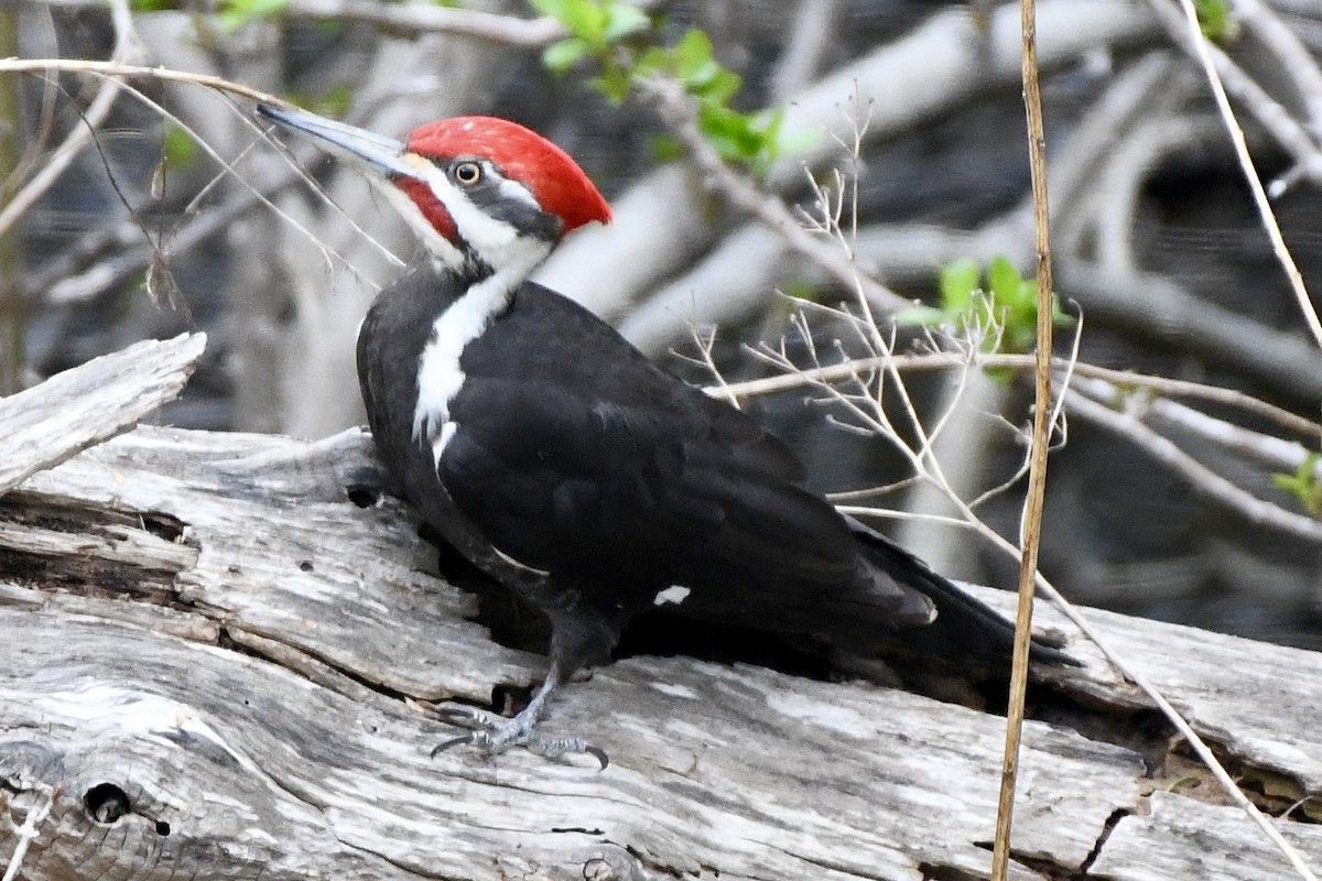 Pileated Woodpecker - Joseph Dougherty
