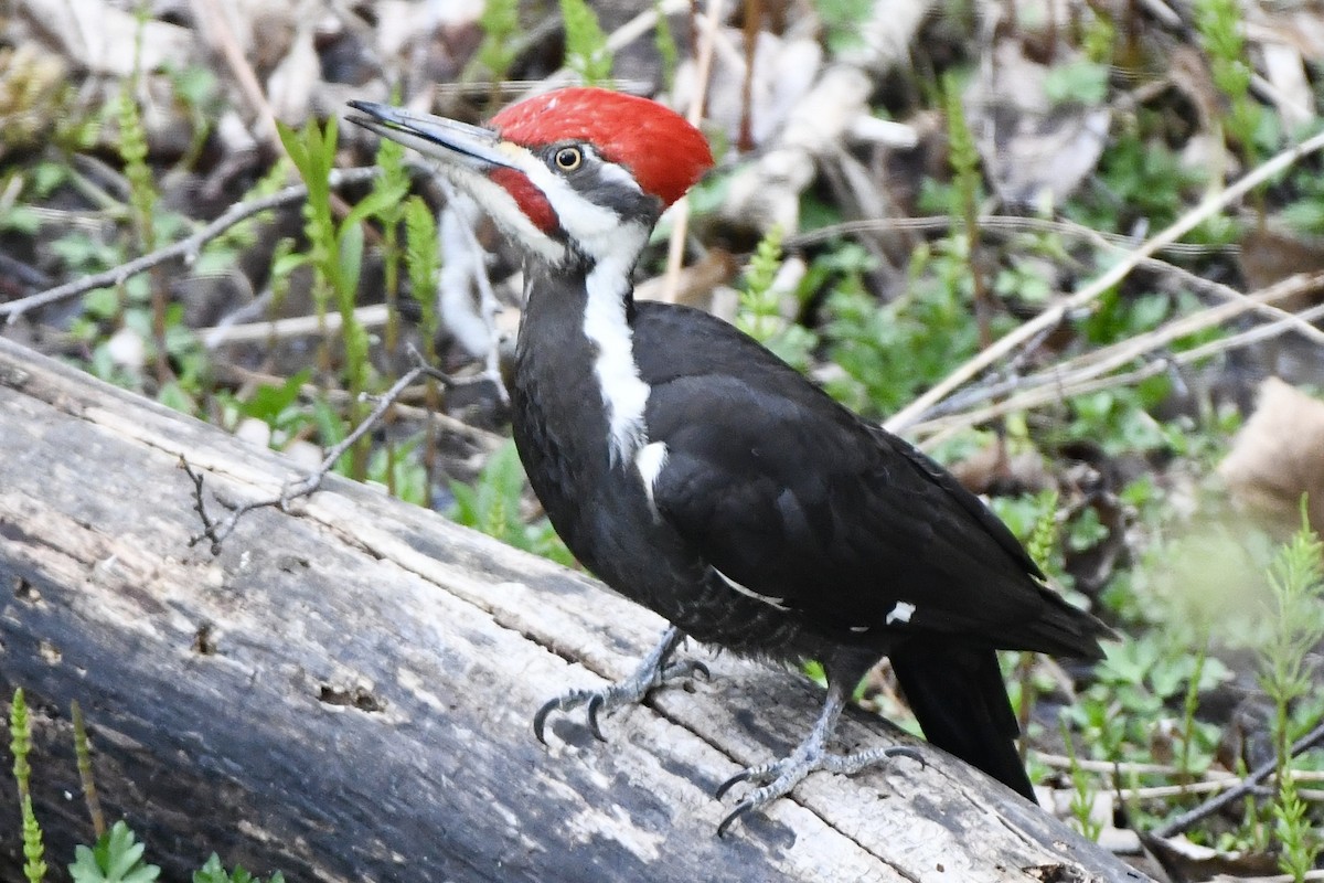Pileated Woodpecker - Joseph Dougherty