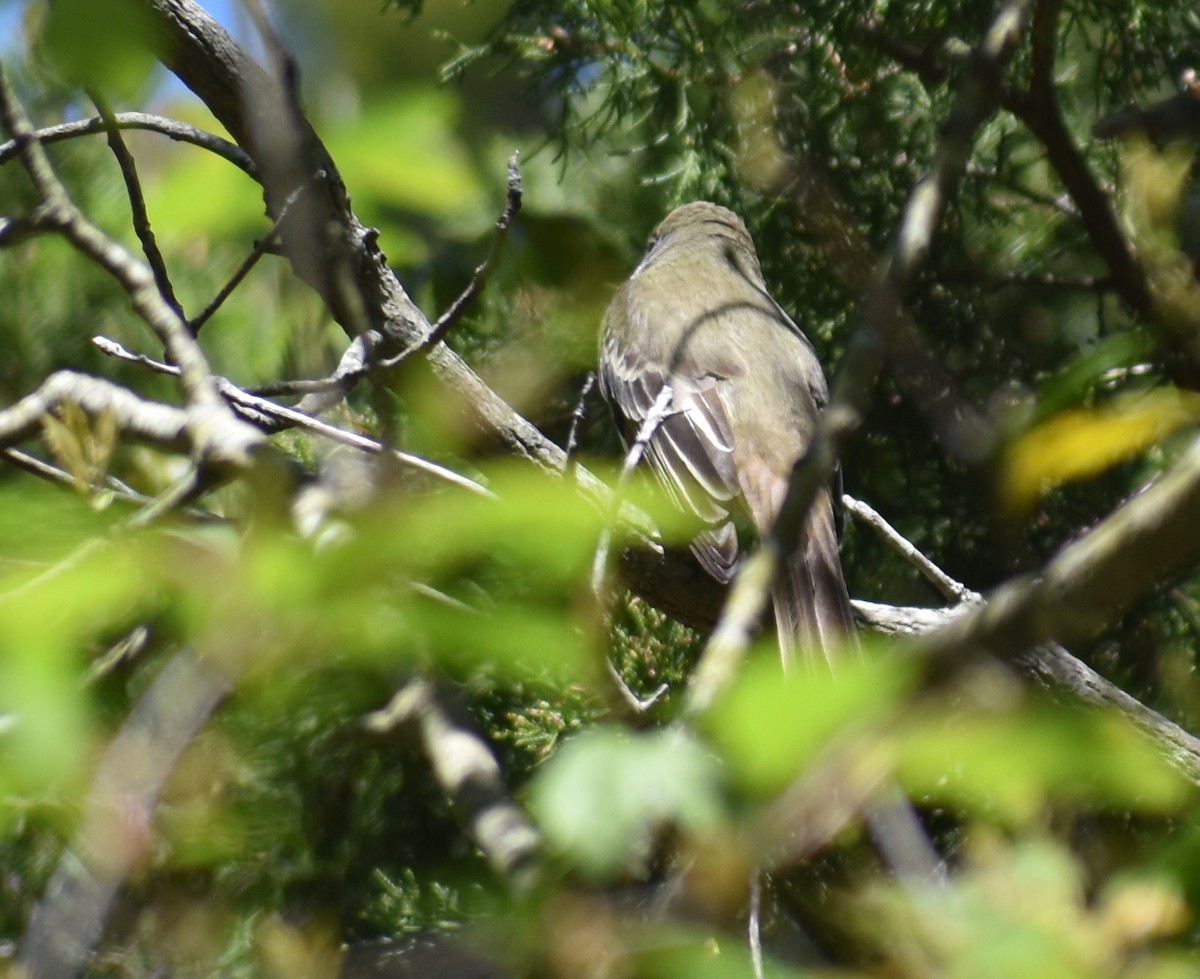 Great Crested Flycatcher - ML568061451