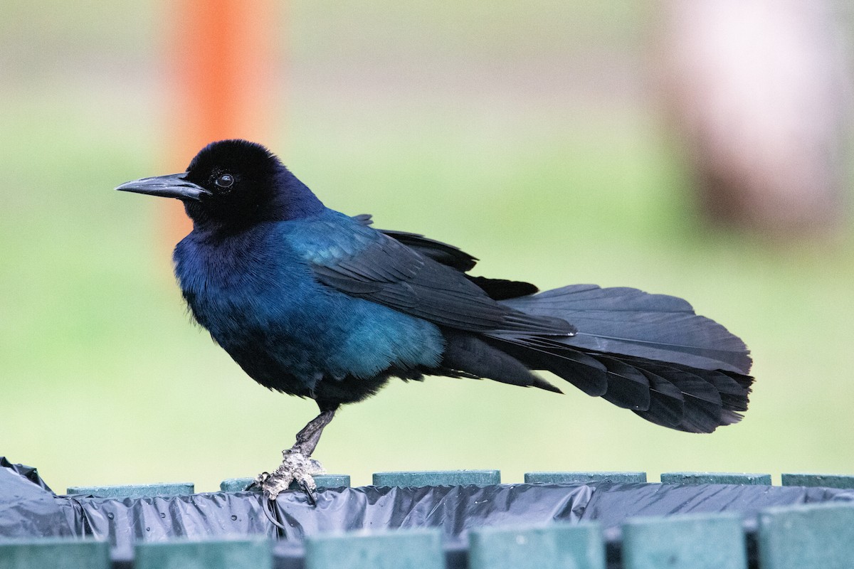 Boat-tailed Grackle - ML568062591