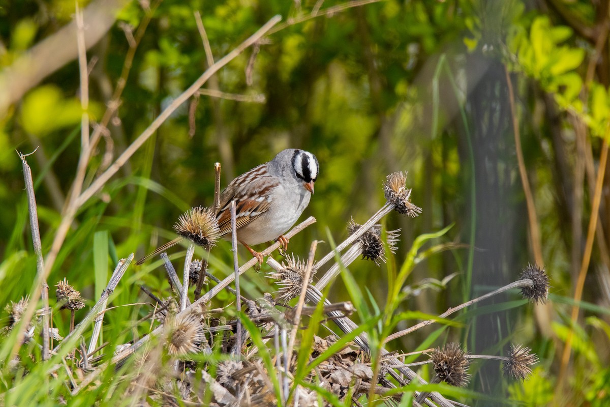 White-crowned Sparrow - ML568063221