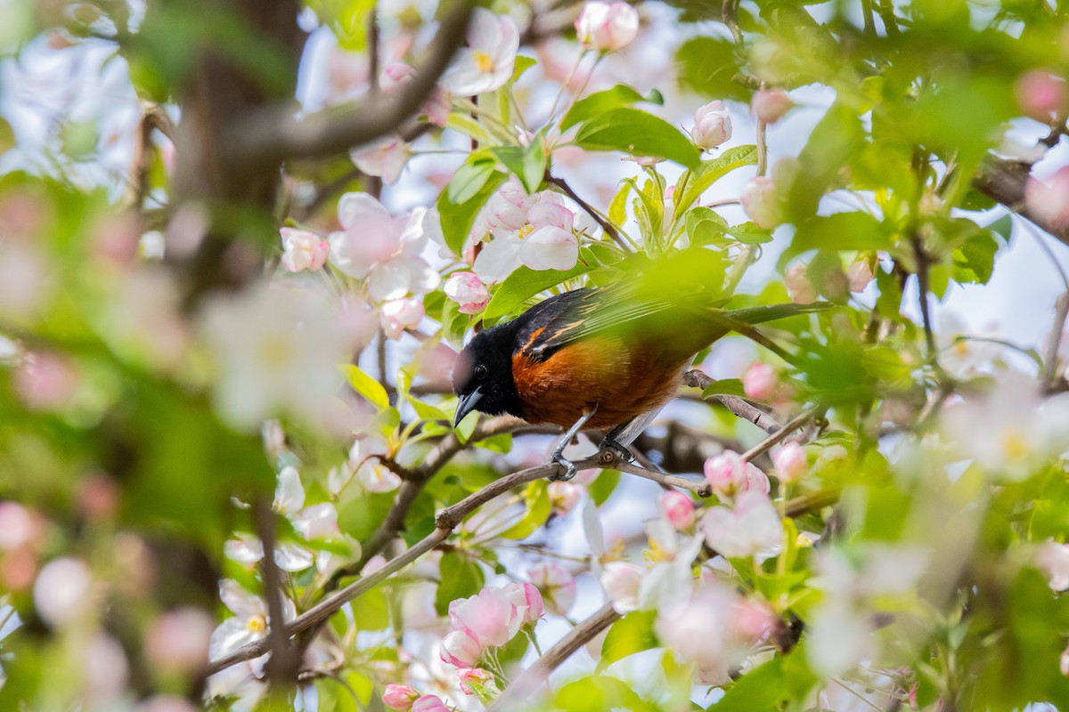 Orchard Oriole - ML568063451