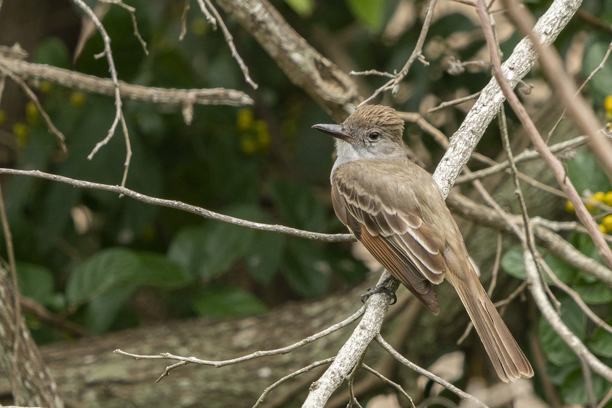 Brown-crested Flycatcher - Joshua Covill