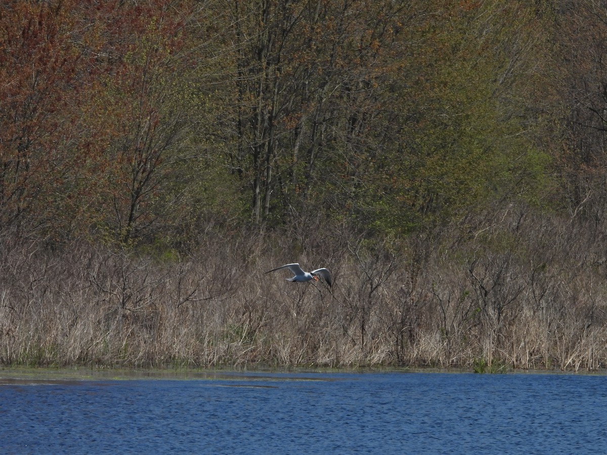 Caspian Tern - ML568065271