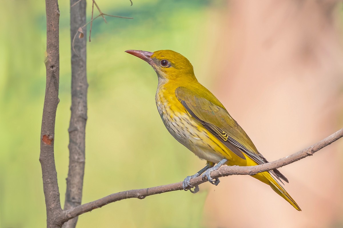 Indian Golden Oriole - ML568065451
