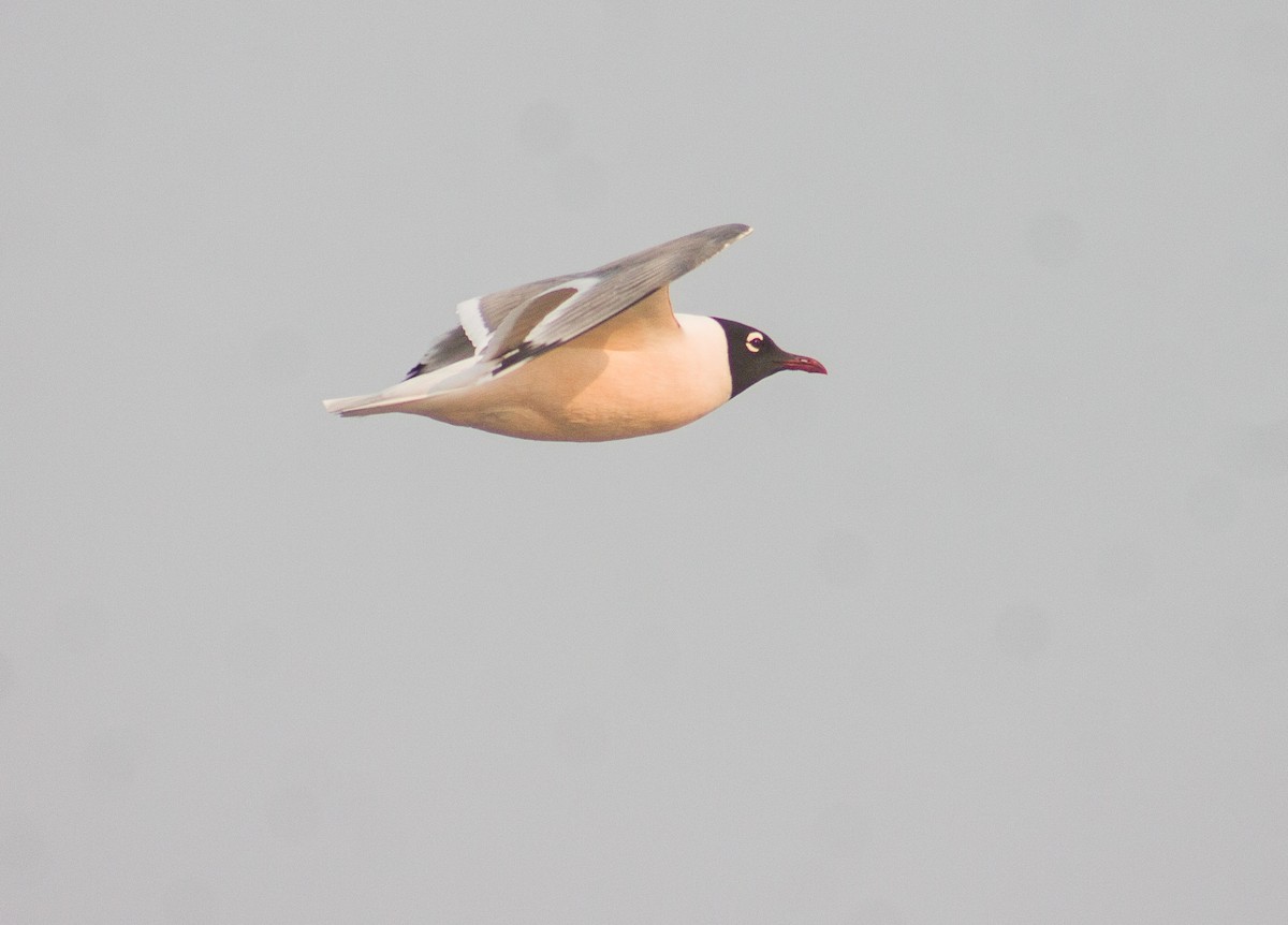 Franklin's Gull - Adalberto Gonzalez