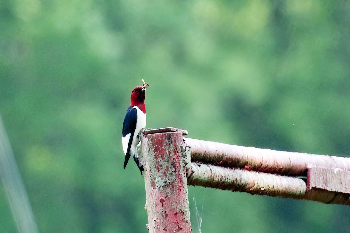 Red-headed Woodpecker - ML568066641