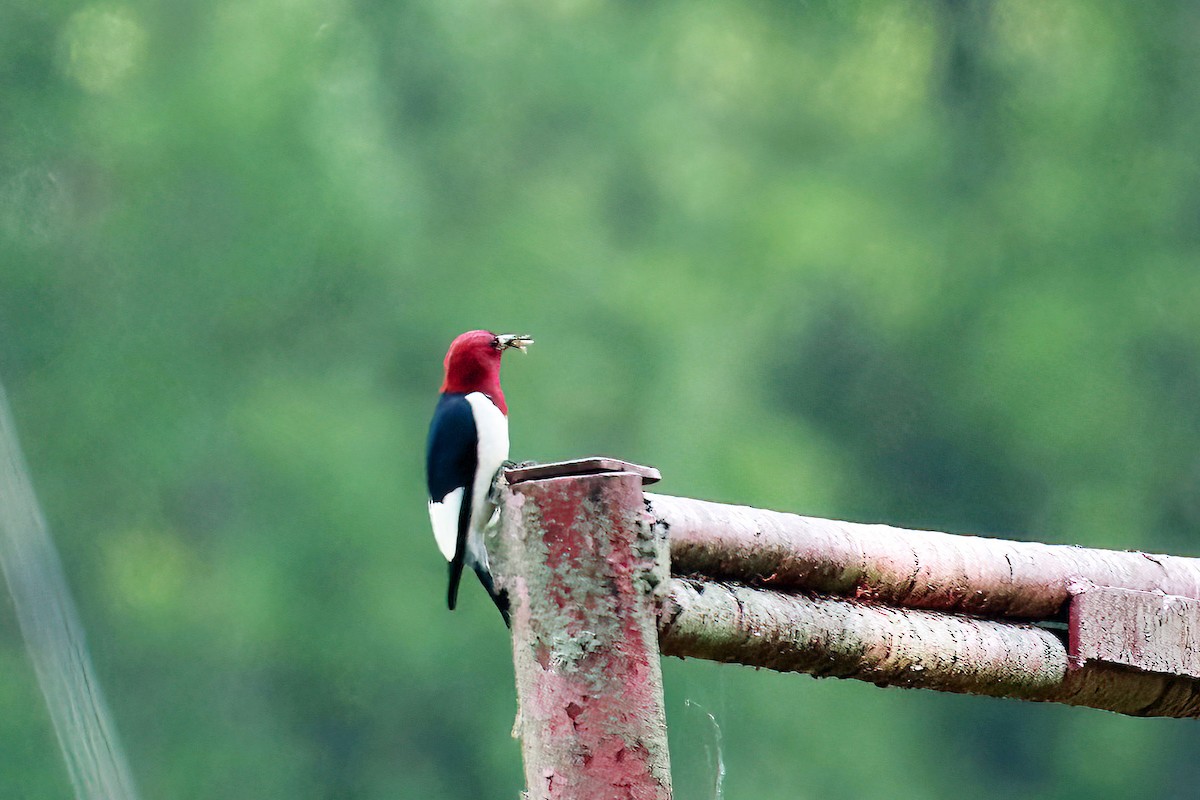 Red-headed Woodpecker - ML568066671