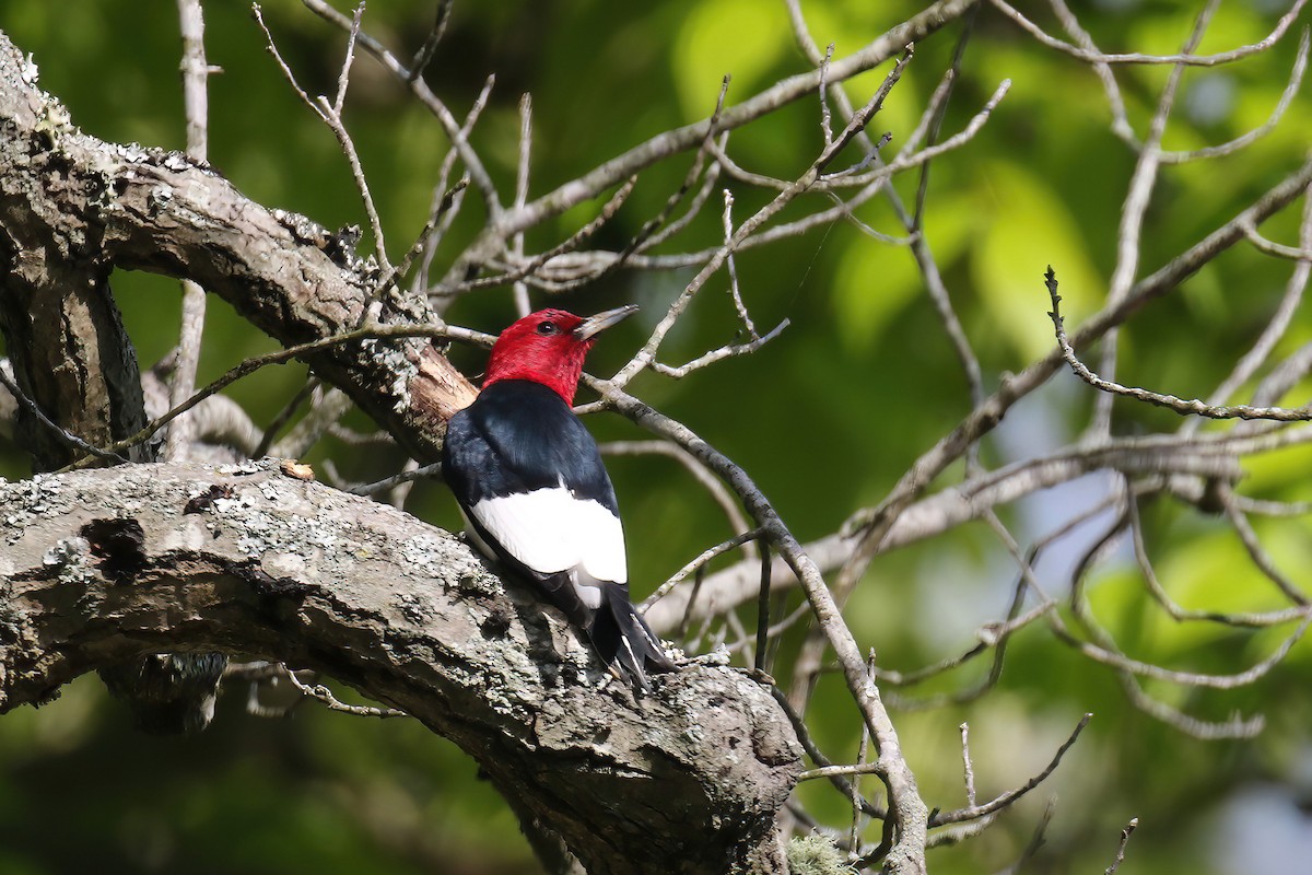 Red-headed Woodpecker - ML568067401
