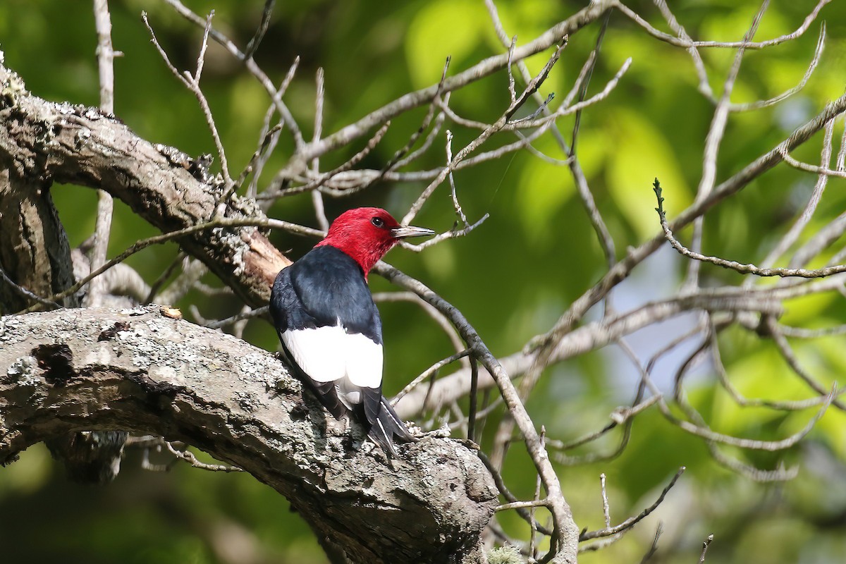 Red-headed Woodpecker - ML568067411