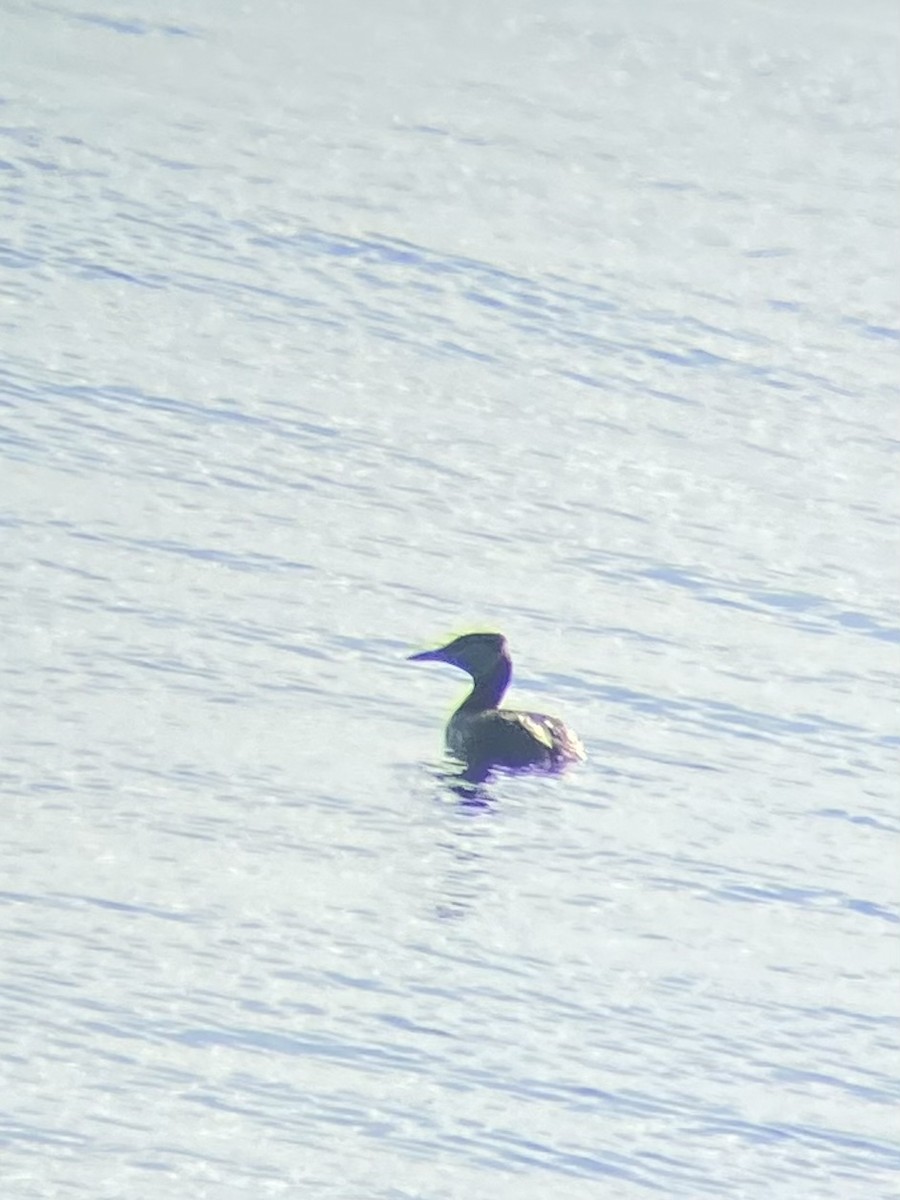 Red-necked Grebe - ML568067431